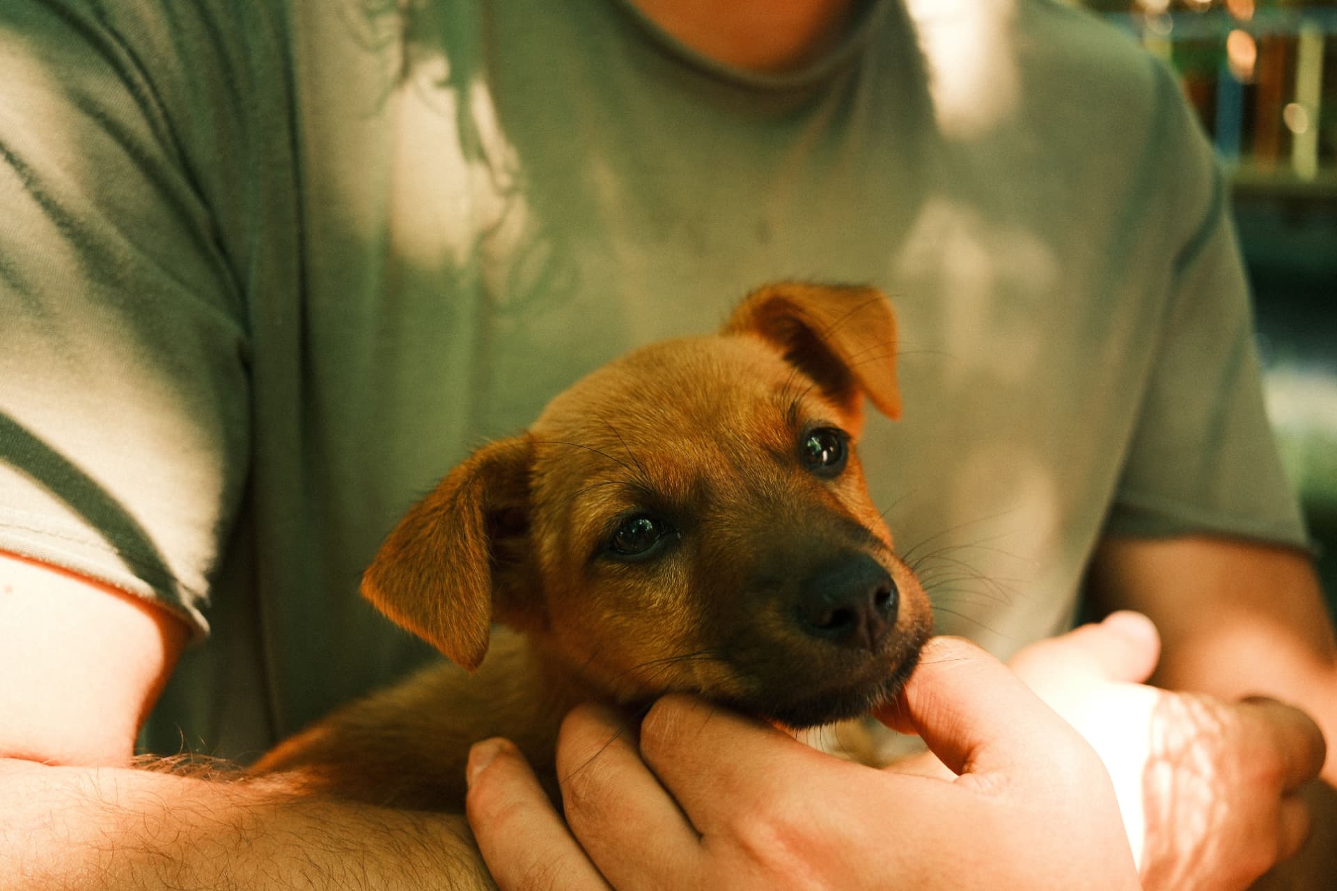 Cuddle a Potcake Puppy
