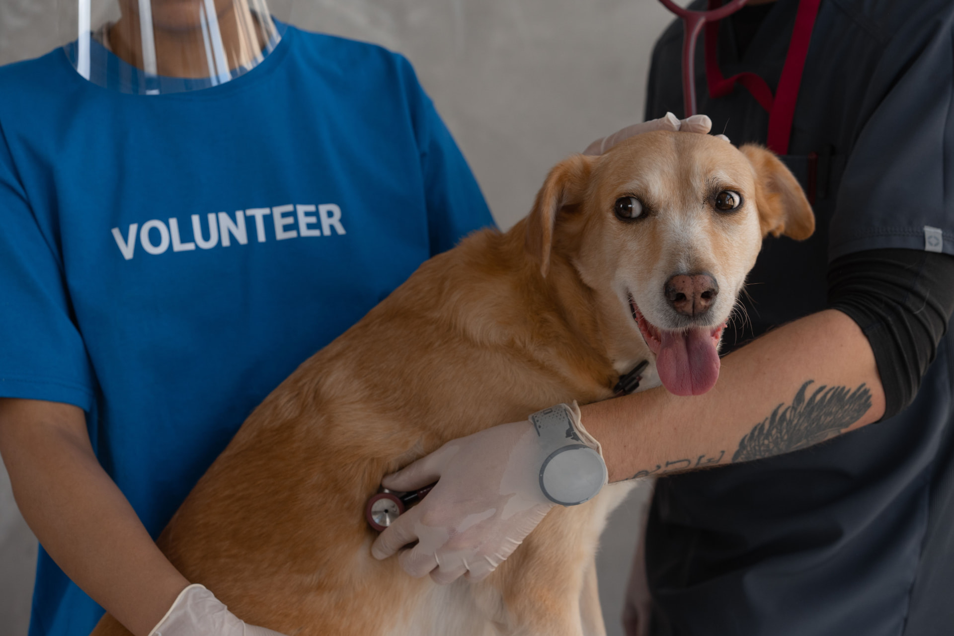 A vet with a stethoscope examining a happy tan potcake held by a volunteer