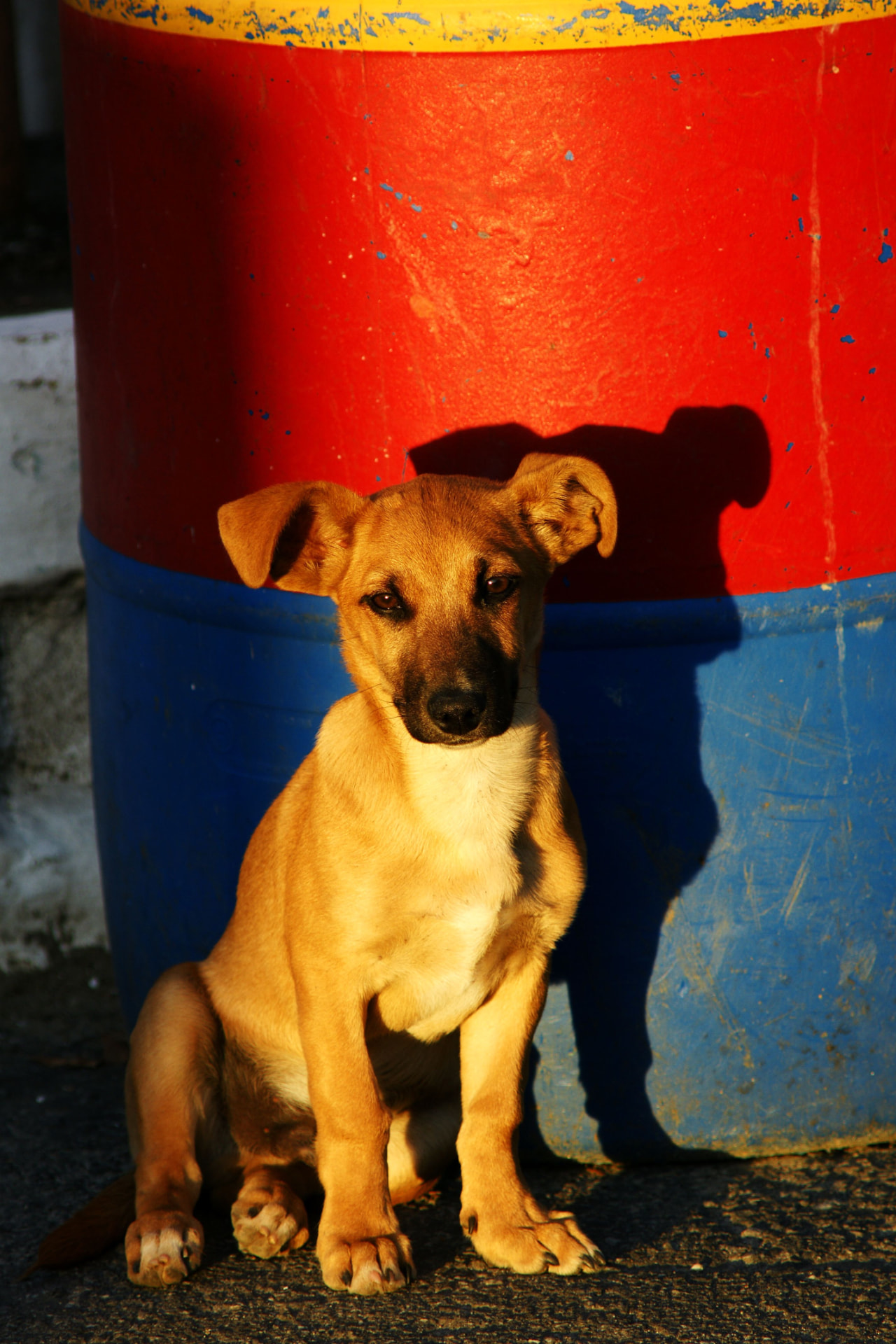 A tan potcake puppy sitting in golden evening light beside a painted barrel