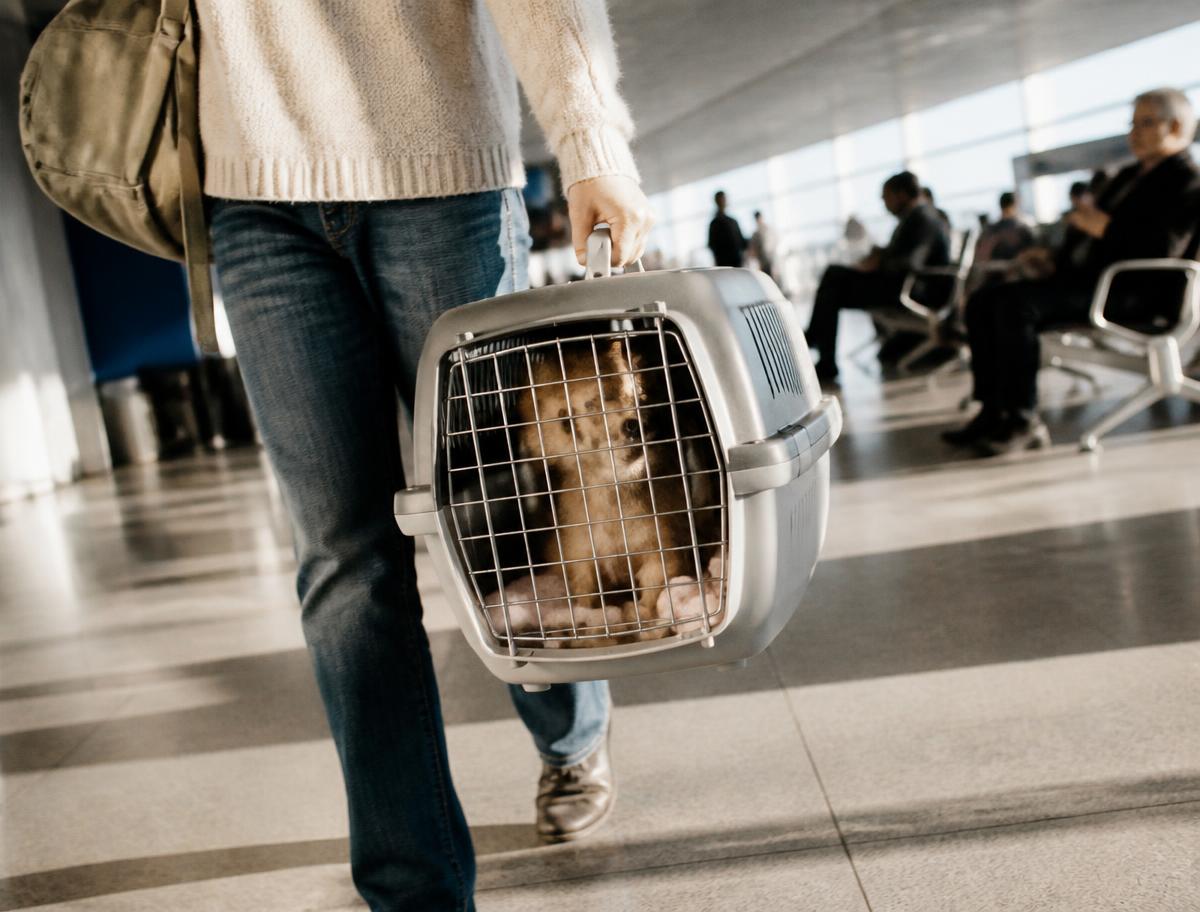 A traveller walking through an airport terminal with a puppy in a travel crate