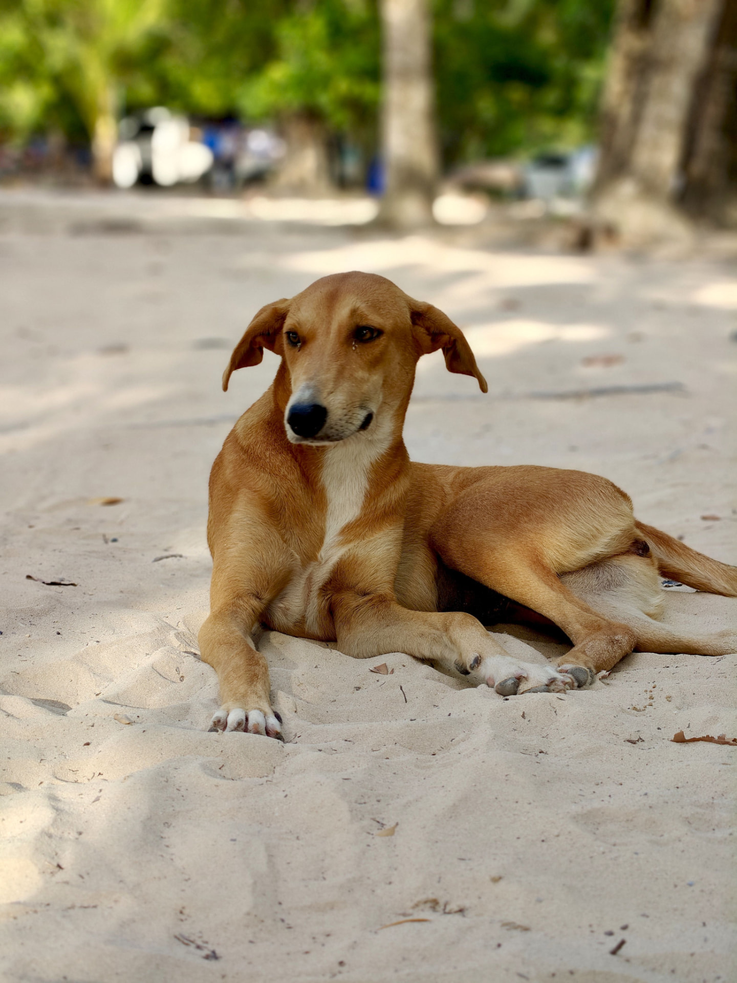 A young tan potcake lying calmly on shaded beach sand